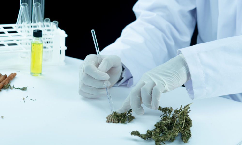 Cannabis