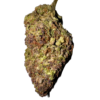 hawaiian rain strain