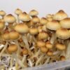 African transkei shrooms