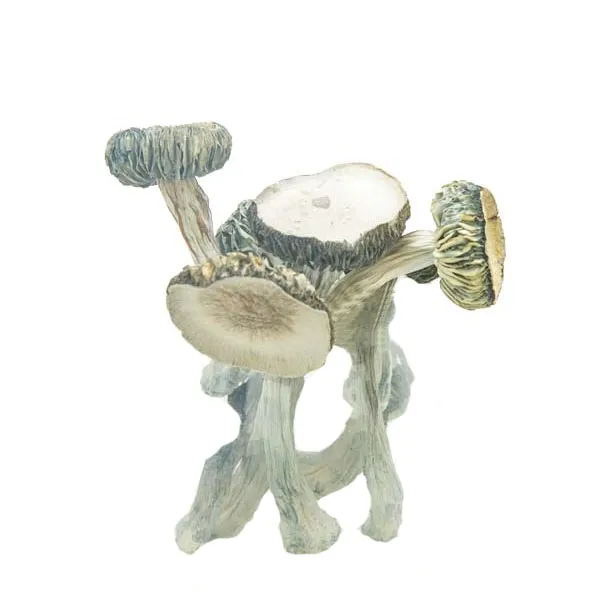 White-rabbit-shrooms-dispenseroO Shrooms