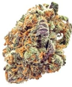 Mimosa