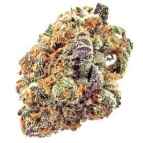 Mimosa